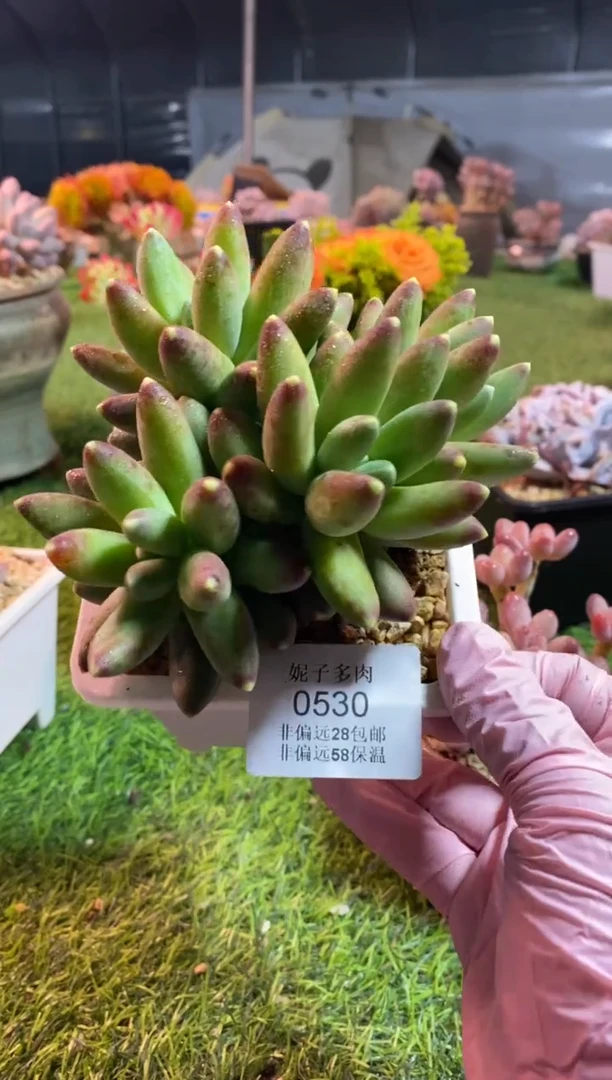 【闪购商品】0530a