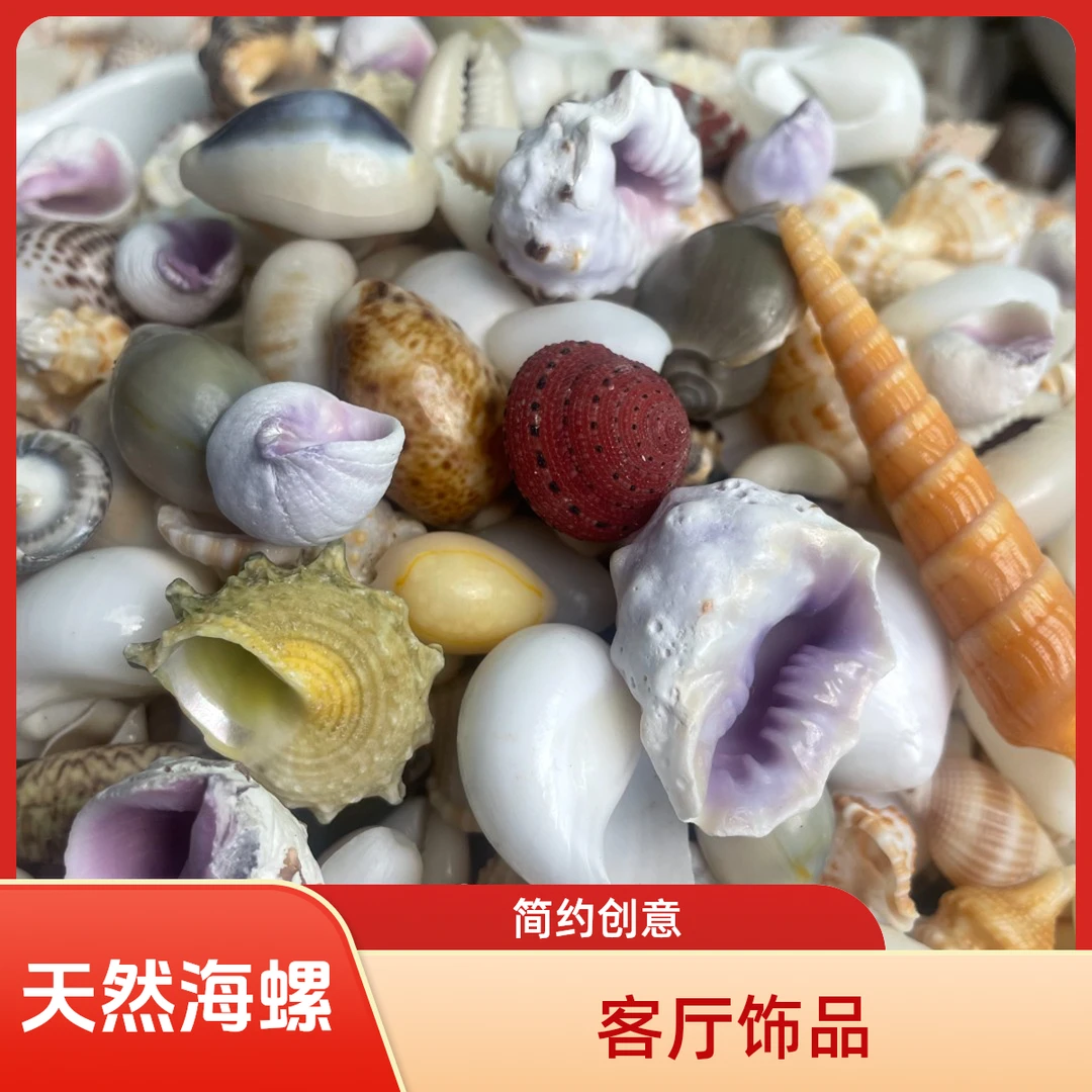 进口天然海螺贝壳手工diy，鱼缸造景，益智玩具创意饰品，寄居蟹换壳
