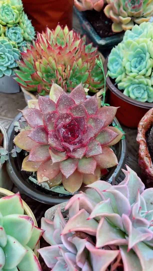 紫**草16045多肉植物一物一拍