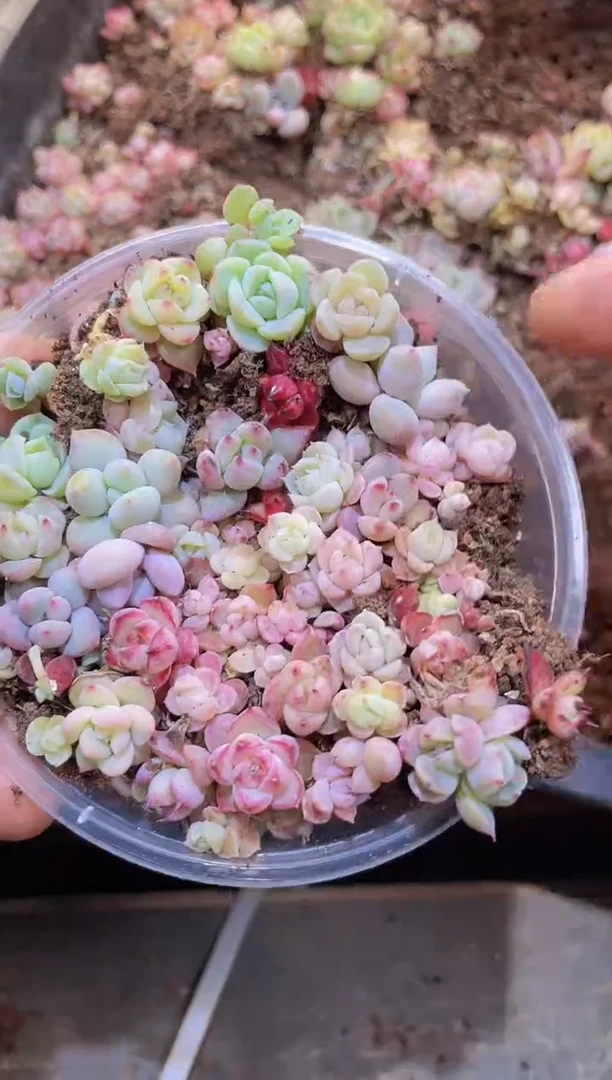 【闪购商品】001奶混量拍1盒