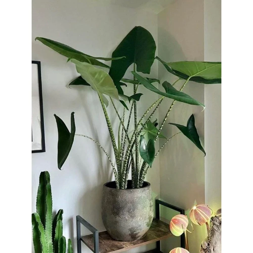 斑马海芋 虎斑海芋 Alocasia-zabrina 网红ins 荷兰进口绿植