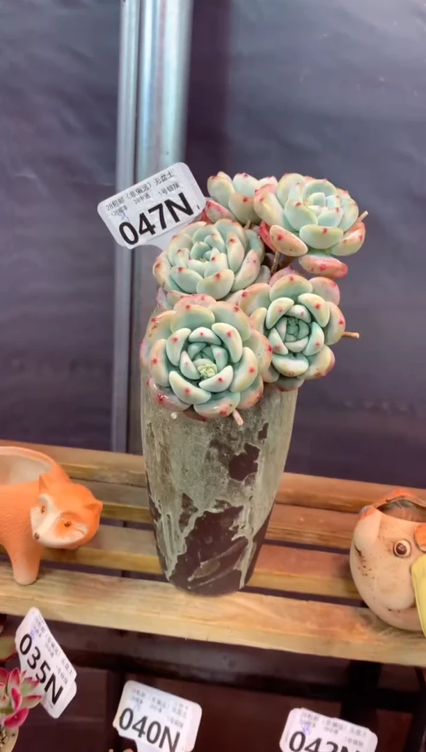 047N（一物一拍，精品多肉，所见即所得 ）