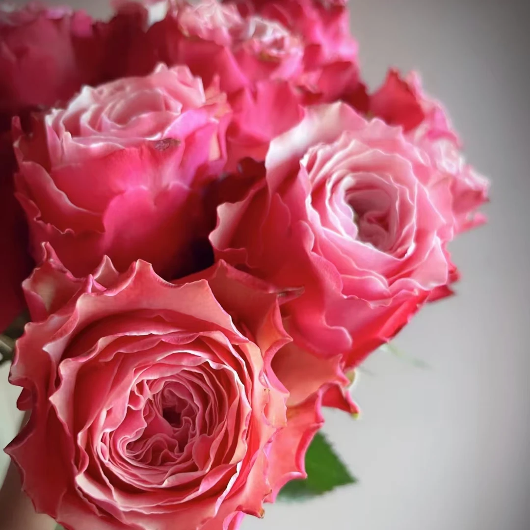 【彩花驿站】伯利兹玫瑰（直播间展示为准/10％损耗无售后介意勿拍）