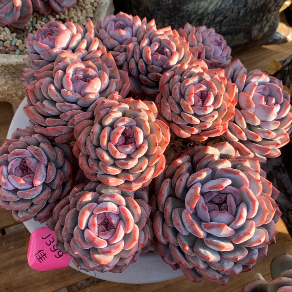 精品云南高原老桩特色多年多肉