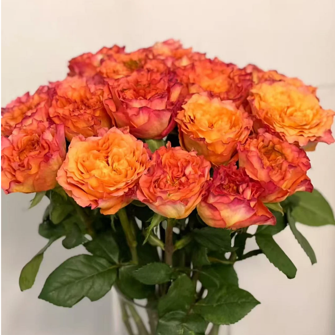 【大力甄选】AA级火灵鸟单头玫瑰 云南基地现采现发 一单包邮