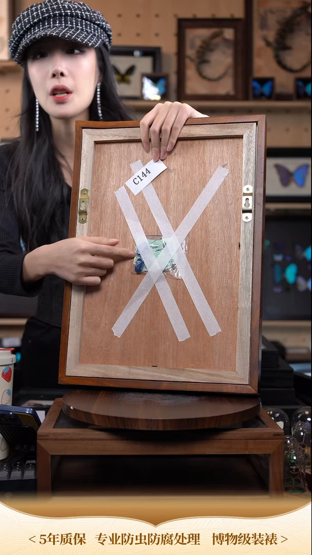 绿色雌雄蝴蝶标本摆件竞拍c144