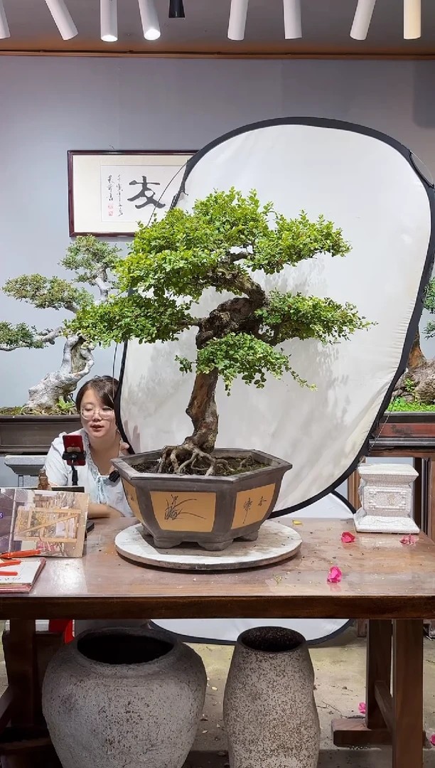 无花朵大**9雀梅
