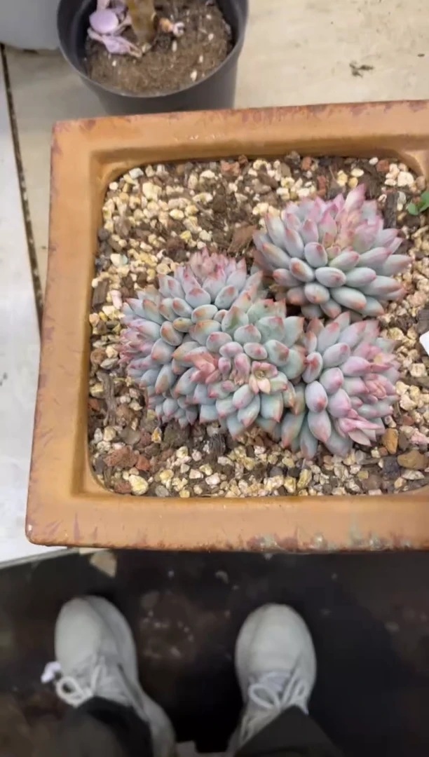 【闪购商品】149美人