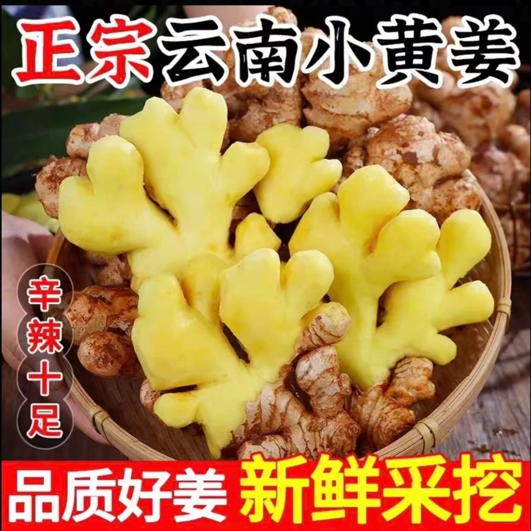 正宗云南小黄姜新鲜现挖香味浓郁辛辣够味老姜