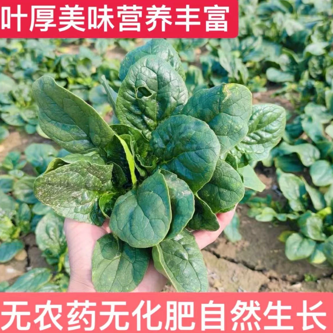 河南露天霜打矮秆趴地红根小菠菜新鲜现挖农家自种3/5斤包邮