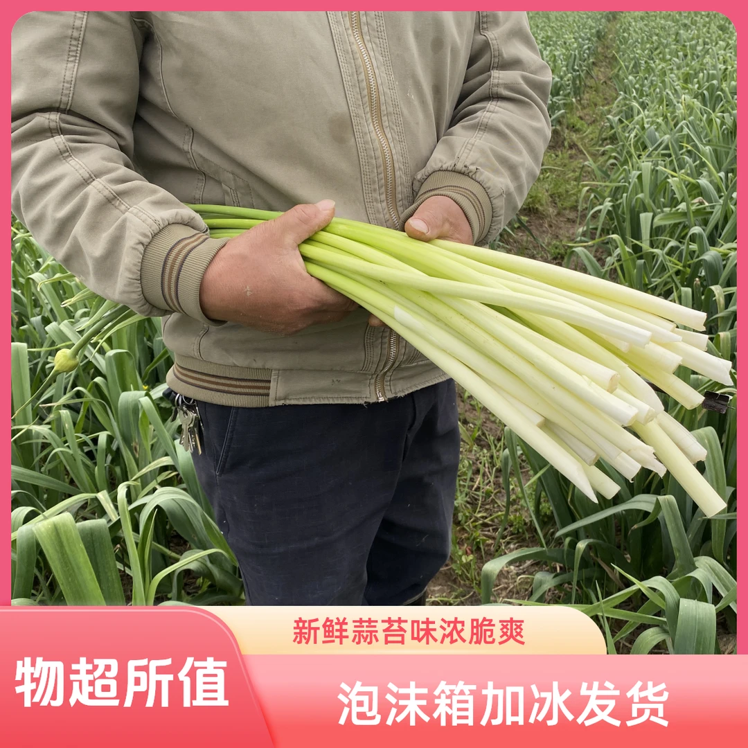 湖南洞庭湖蒜苔新鲜现摘嫩甜脆爽蒜香浓郁当季蔬菜洋蒜苔