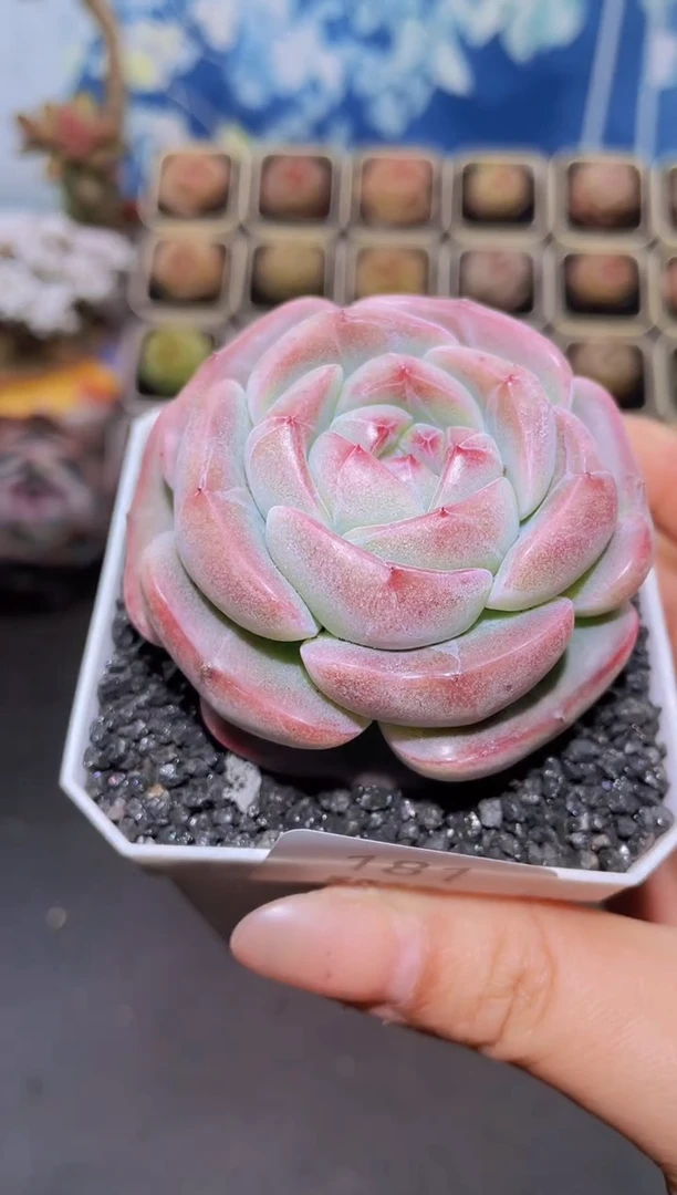 【闪购商品】181花卷变