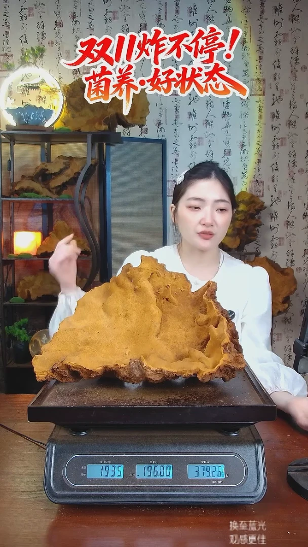 松针层孔菌中国大陆【藏区 野生】松树桑黄（3.87斤）40-50年份
