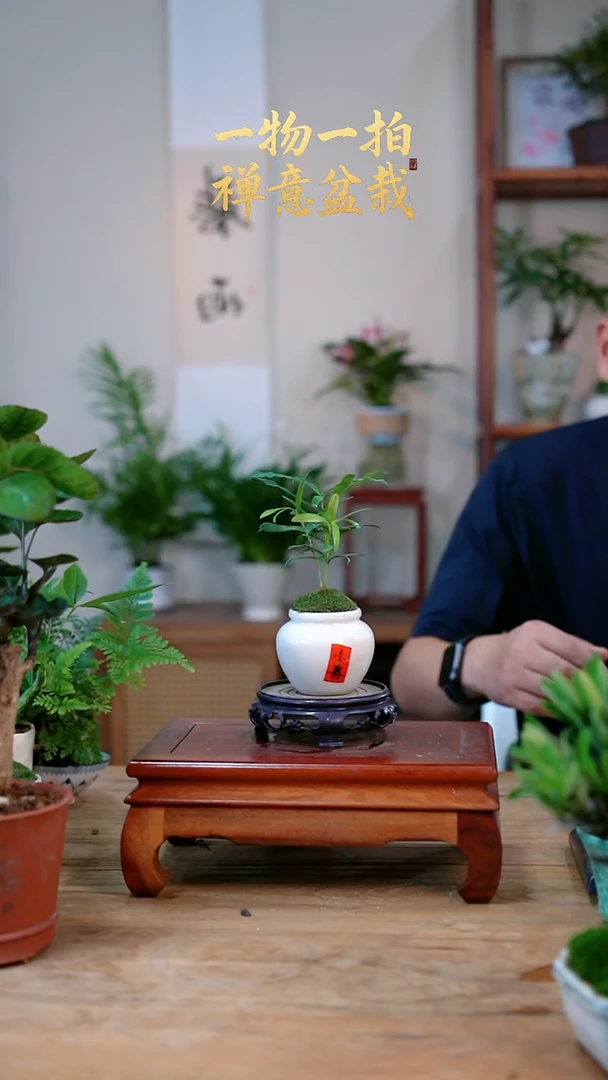 完全开放小*鹏罗汉松325