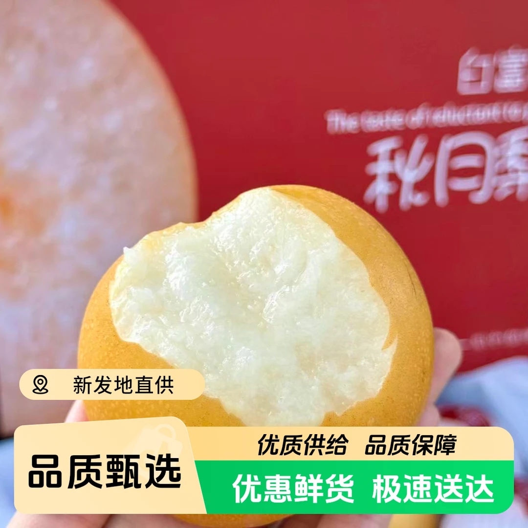 【季节限定】【白富美·秋月梨水果】清列甘甜脆嫩细腻嚼后无渣甘甜清冽口口爆汁山东省
