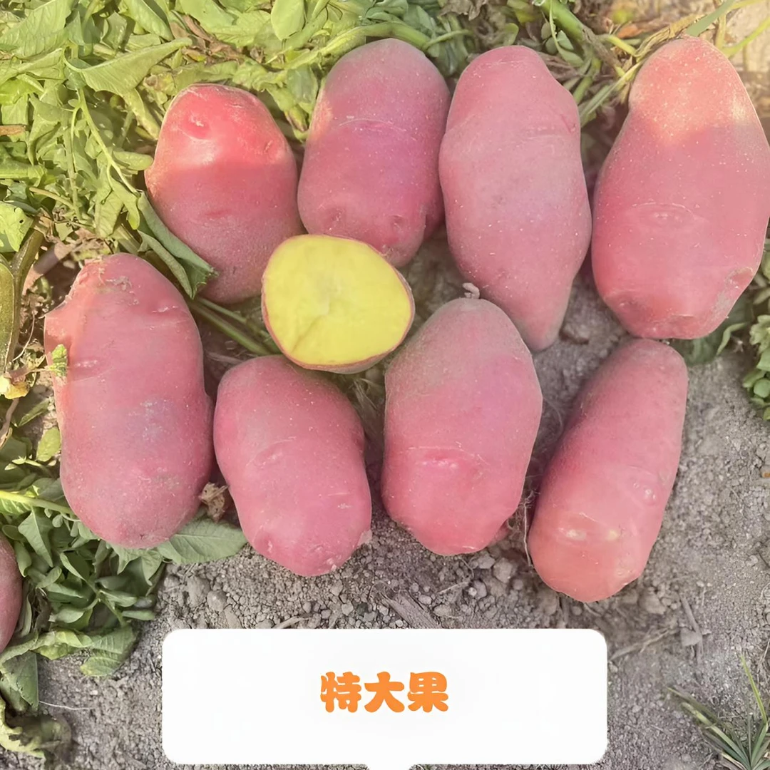 特大果（专用链接）