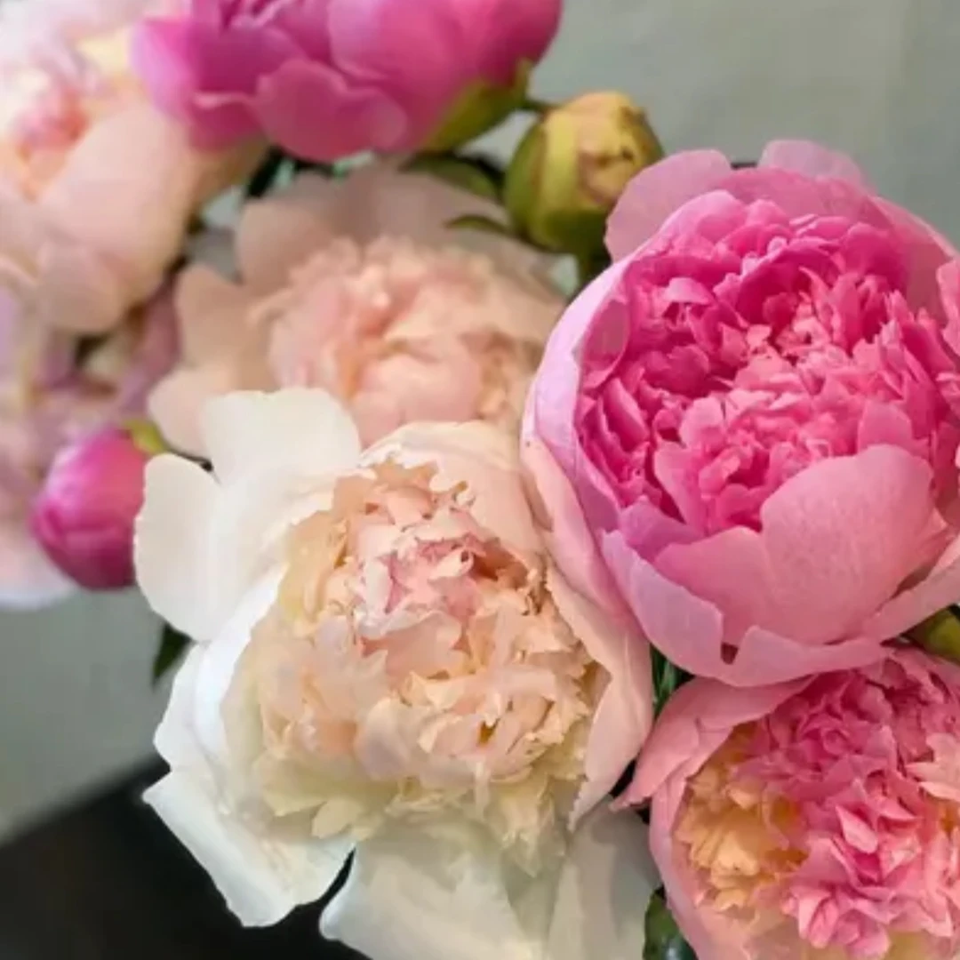 现货A+级菏泽直发新鲜采摘千层重瓣芍药鲜切花水培母亲节