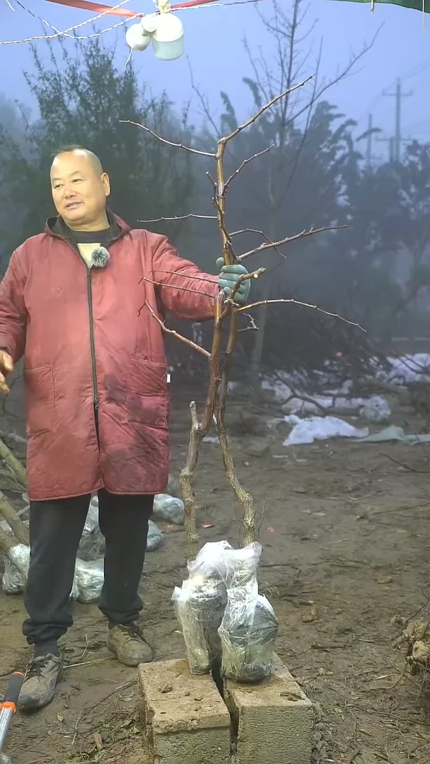 完全开放枣树398