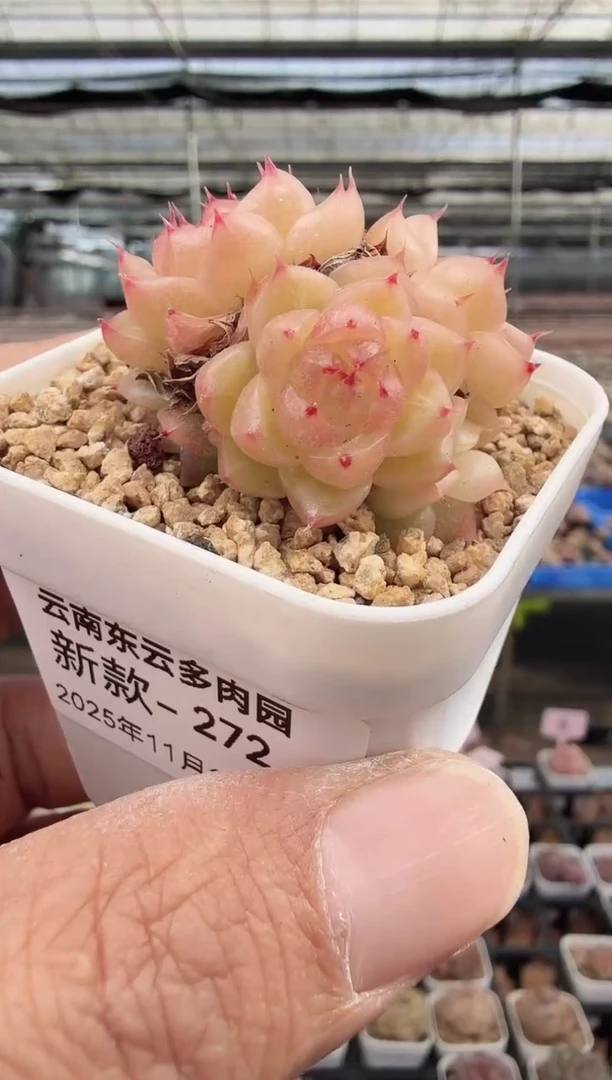 东云多肉园新款-272