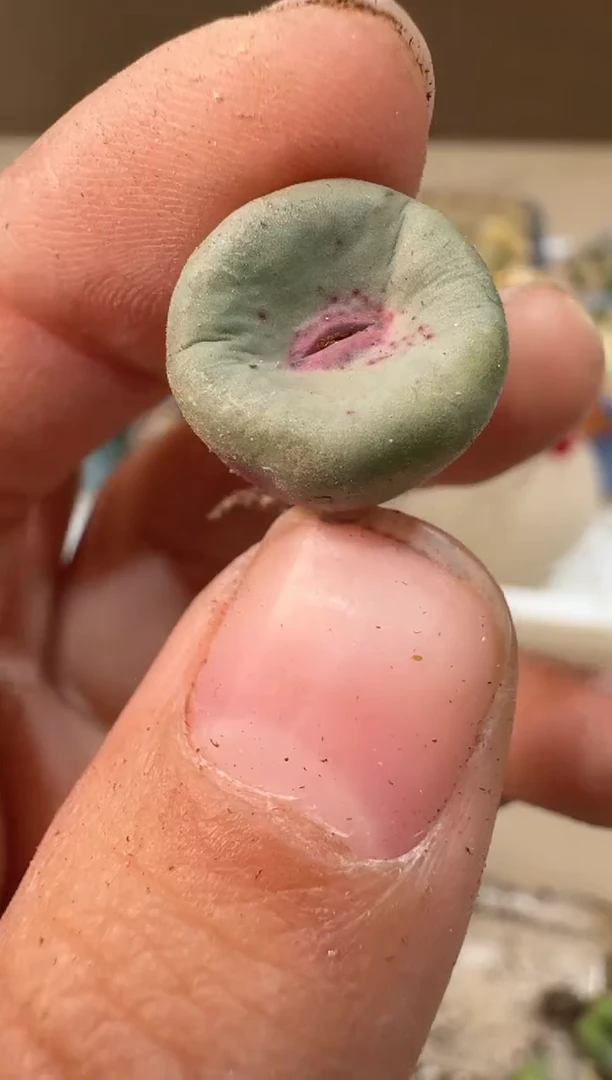 24-68多肉植物肉锥
