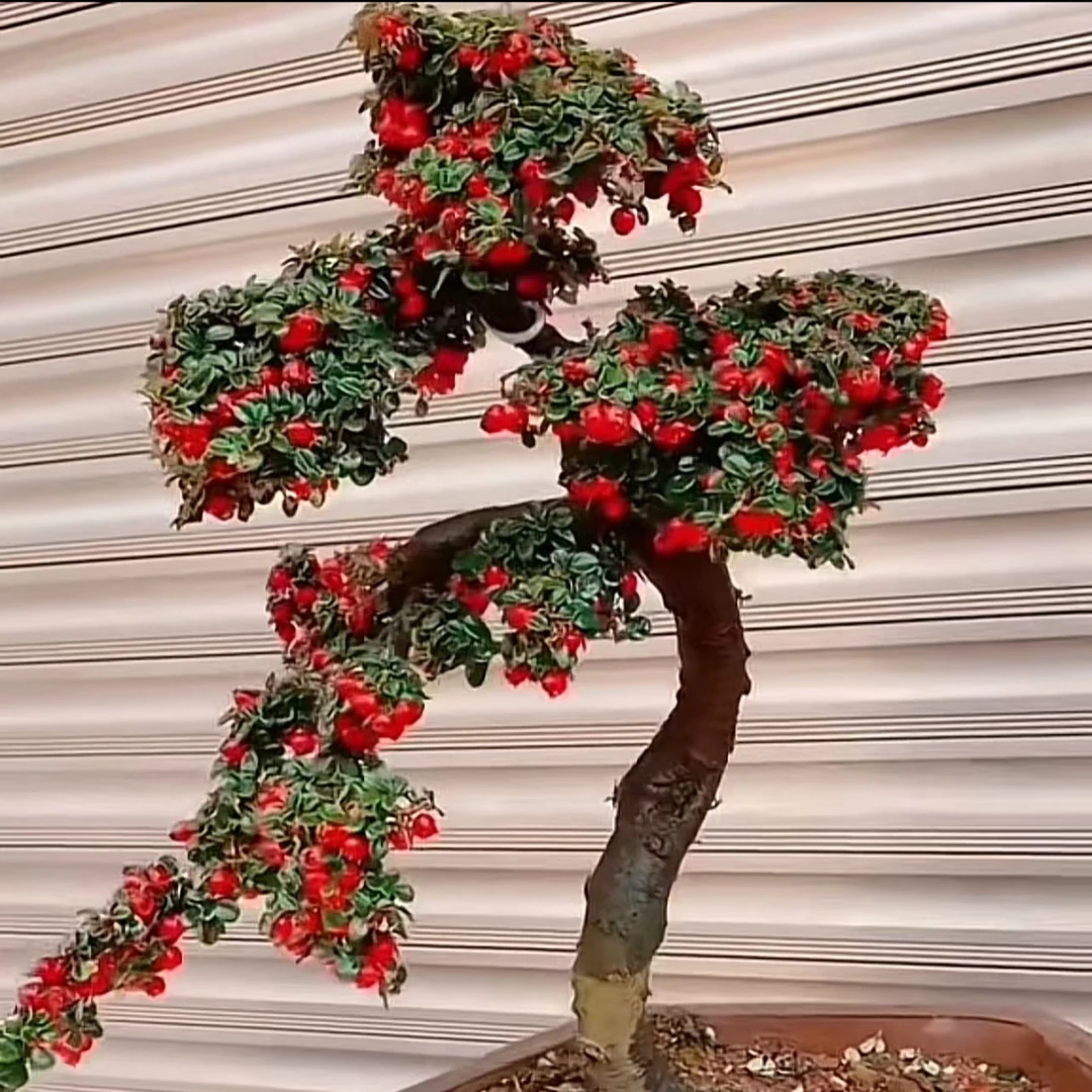 小叶黑刺荀子盆景素材