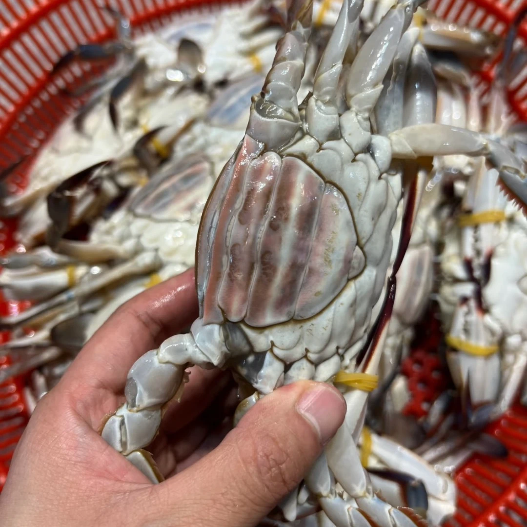 大号母蟹 4-6两/只 到手8大只 约重3.8斤 液氮活冻冷链包邮【冻蟹】