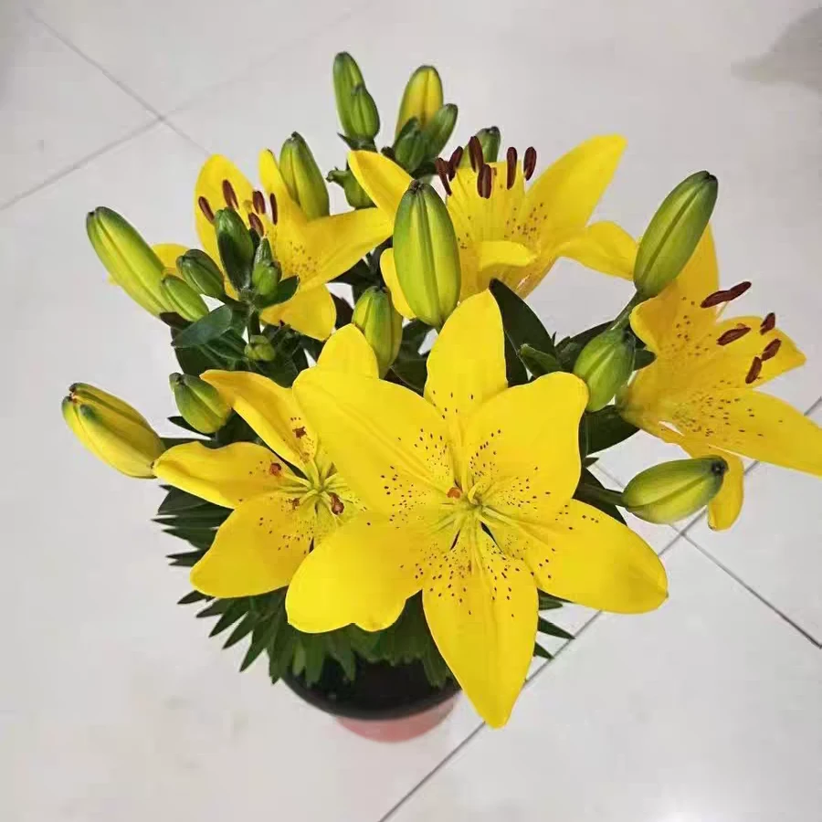 金黄色带花苞种球香水百合花卉盆栽室内清香型鲜花植物阳台盆景花