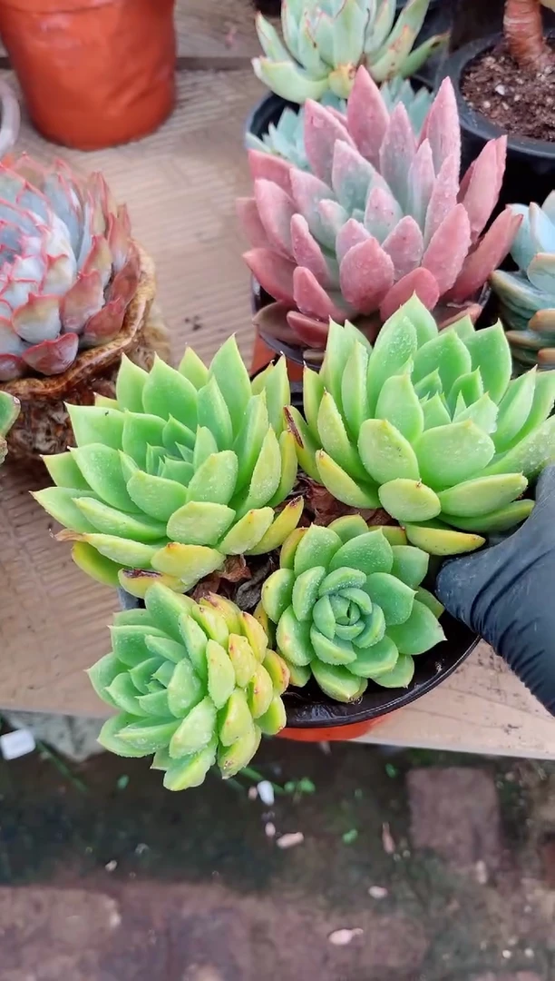 浅**笑多肉植物一物一拍17120
