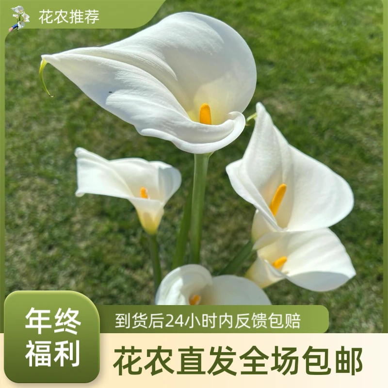 基地直发高品质白色马蹄莲鲜切花尝鲜体验短款5枝装