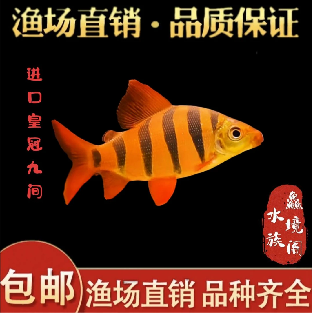 【渔场直销】非洲刚果进口皇冠九间鱼中大型群游鱼热带观赏鱼底层鱼