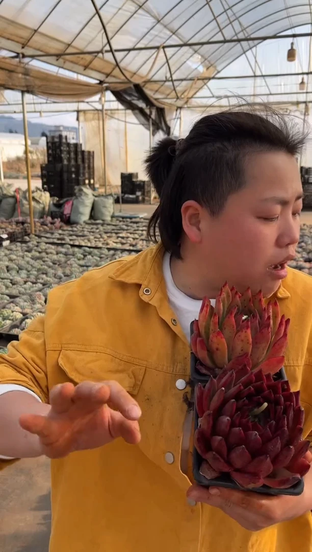 【闪购商品】8-弗兰克一红一黄9.99