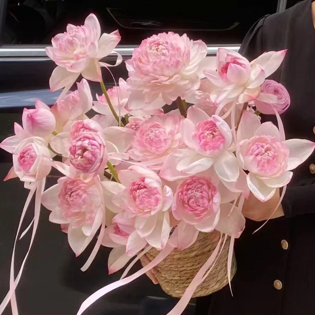 巨无霸重瓣荷花 需要手动开花 任意两单升级顺丰冷链 花苞需醒花