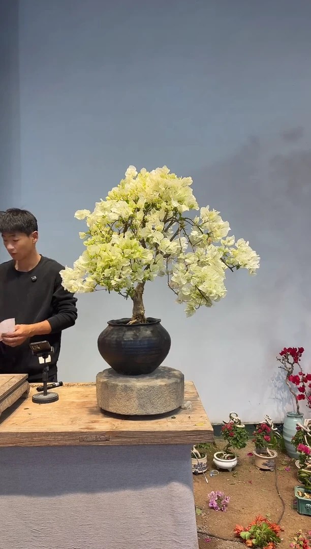 以实际为准三角梅47
