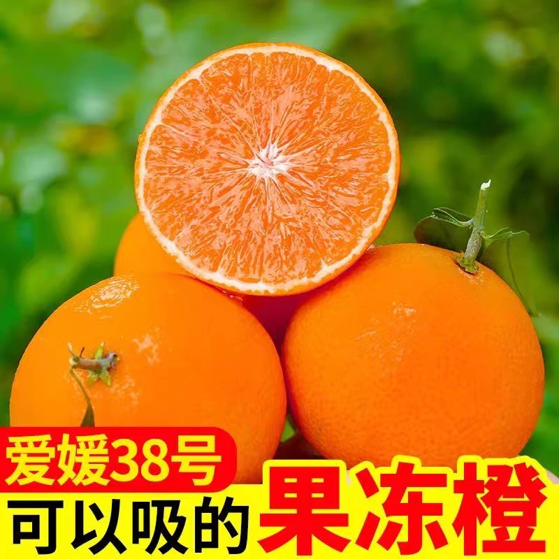 四川爱媛38号果冻橙新鲜采摘果肉细嫩皮薄多汁手剥橙子