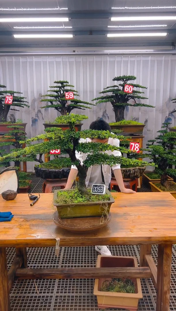 无花朵精品盆景直播间一物一拍