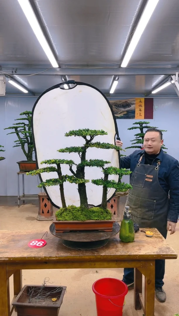 【闪购商品】精品盆景  一物一拍