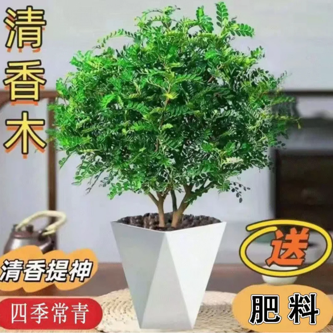 【基地直发】驱蚊驱虫清香木盆栽胡椒木带土送盆送肥室内好养绿植