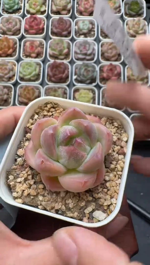 348S带盆土发 当场拍3颗以上包柚 多肉植物 一物一拍