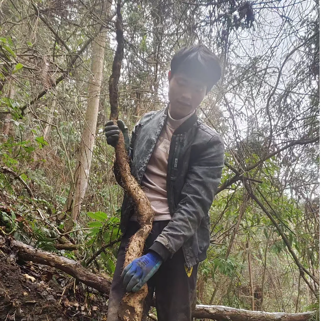 【真空包装顺丰包邮】广西大山里纯野生粉糯新鲜的野山药