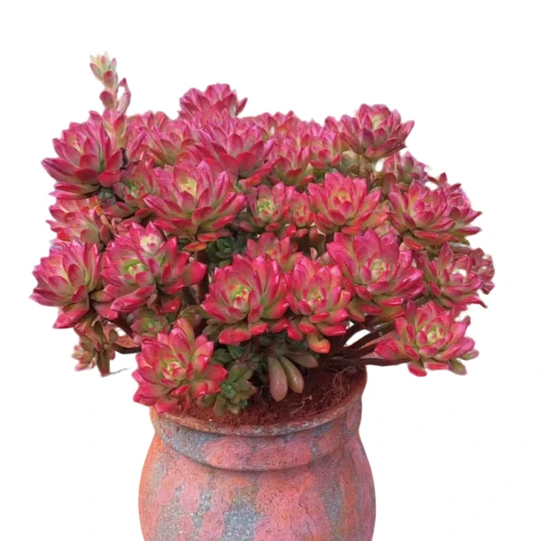 红稚莲 新手好养云南昆明发货精品多肉绿植园艺种植多肉办公室