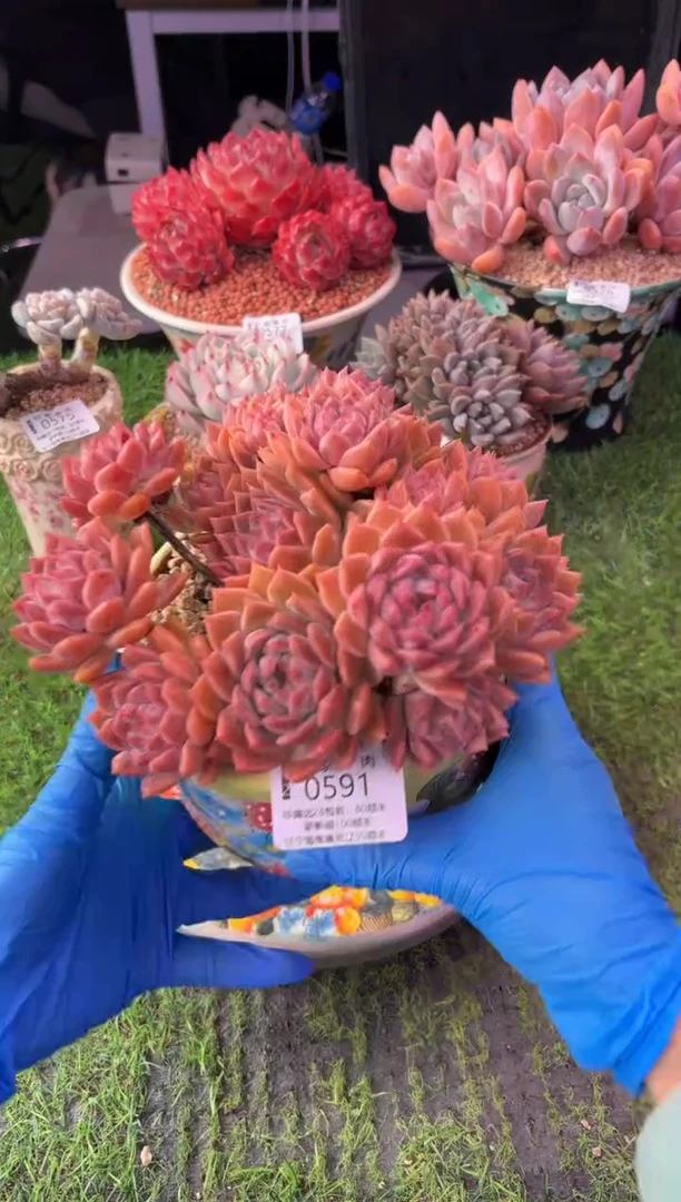 昆明印象多肉0591