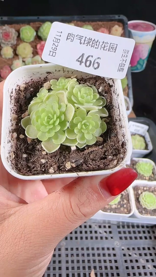 多肉1129-466群生不包整