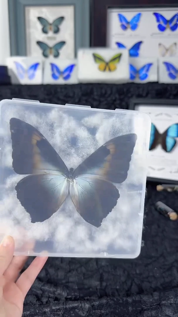 天然蝴蝶标本收藏