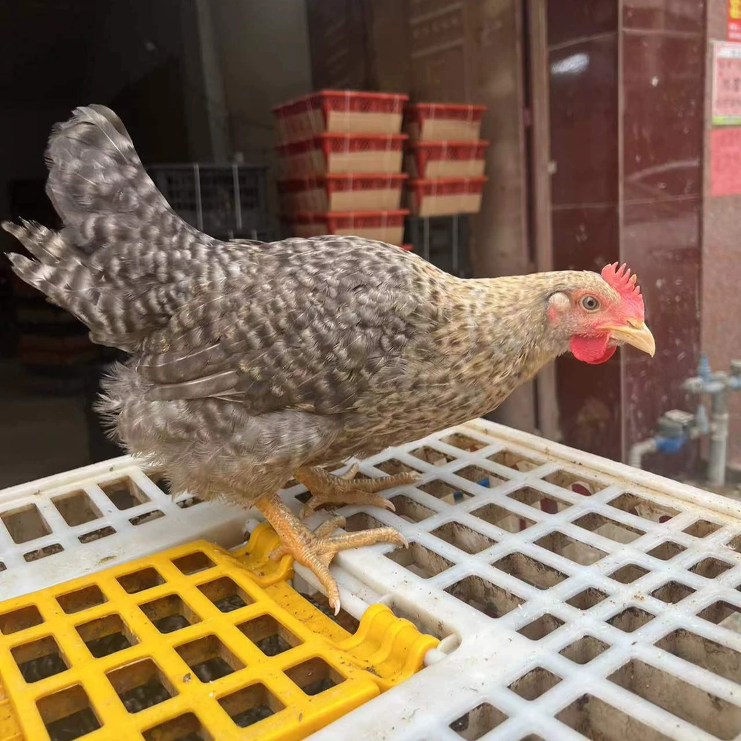 4只金芦花阉鸡1只1斤3发货阉鸡太监鸡公鸡母鸡金芦花大种鸡宠物鸡