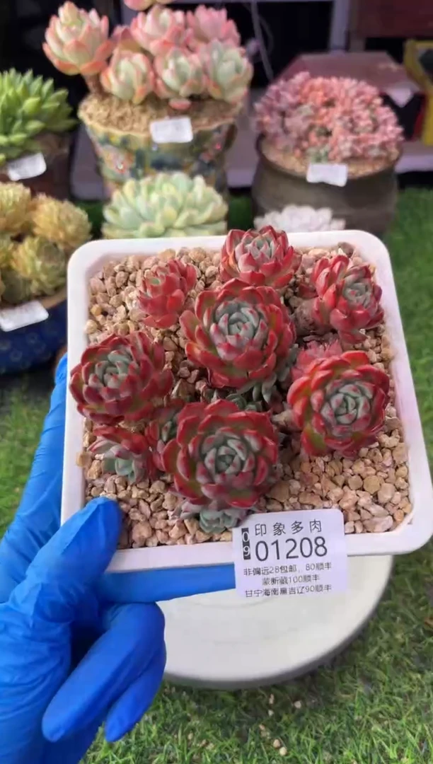 昆明印象多肉01208