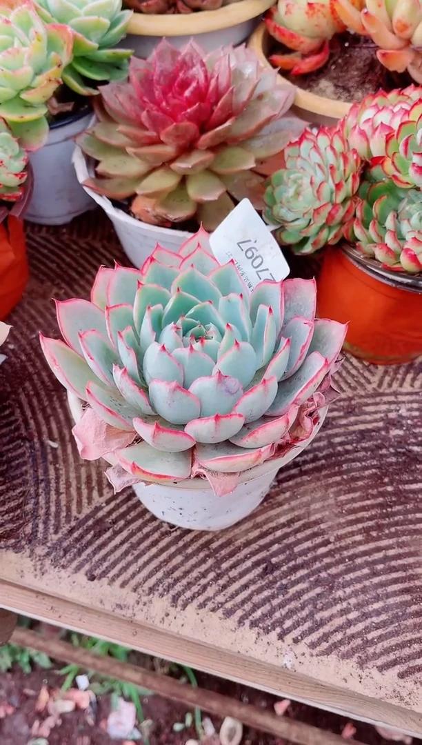 见**财跃跃精品多肉27097