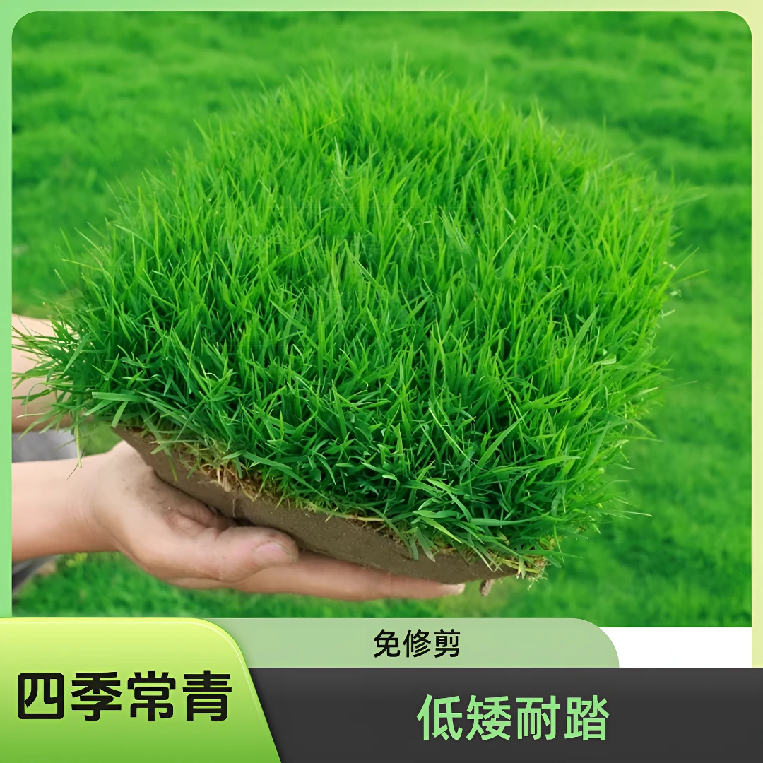 免修剪四季常青地毯草种子庭院绿化护坡固土狗牙根黑麦草种籽