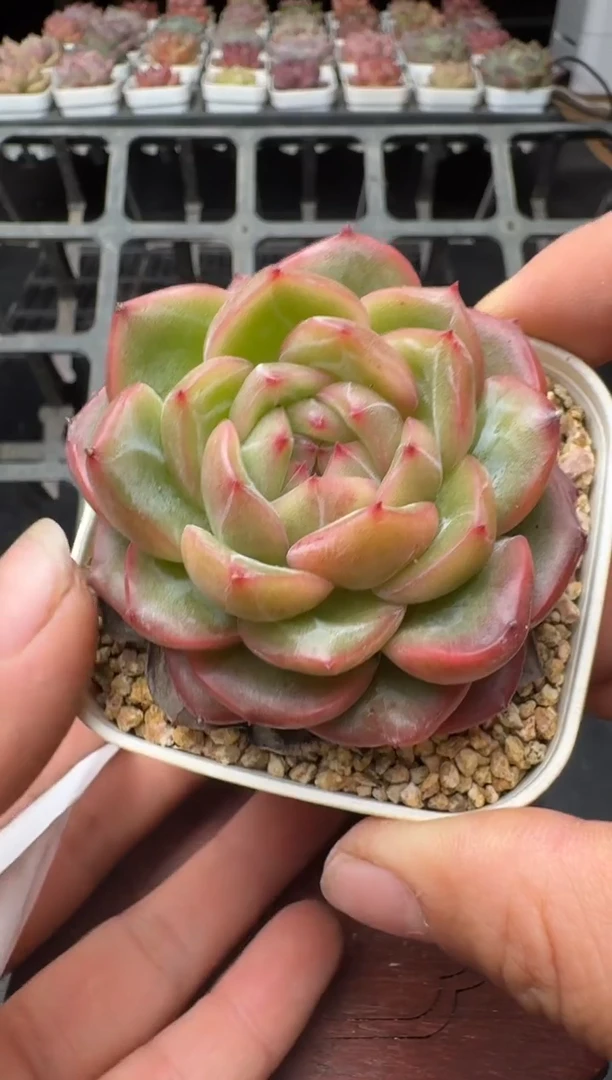 145T带盆土发(6.5cm杯） 当场拍3颗以上包柚 多肉植物