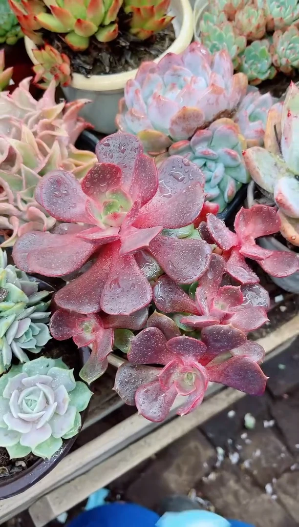 小****.17063多肉植物一物一拍