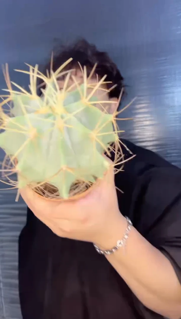 【闪购商品】2颗【带刺】王冠龙